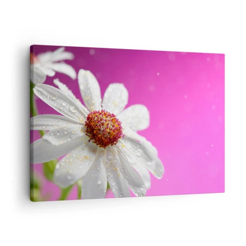 Obraz na plátne - Biela sedmokráska pokrytá kvapkami vody na ružovom pozadí - 70x50cm - Skromný vo svojej kráse - Moderná nástenná dekorácia do obývacej izby a spálne ARTTOR