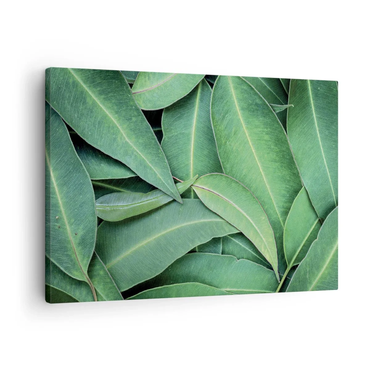Obraz na plátne - Detailný záber zelených listov vytvárajúcich prirodzený vzor - 70x50cm - Šťavnaté a svieže - Moderná nástenná dekorácia do obývacej izby a spálne ARTTOR