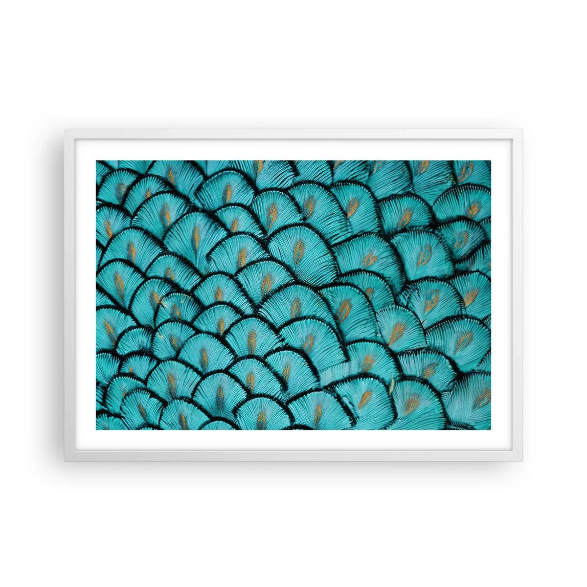 Plagát v bielom ráme - Veľká slávnosť peria - 70x50 cm