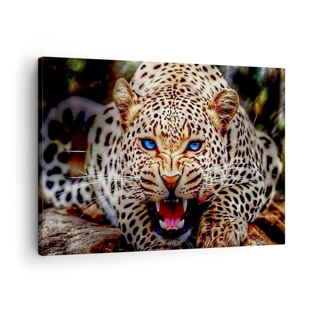 Obraz na plátne - Hrozivý leopard s intenzívne modrými očami - 70x50cm - Zlosť kráse neškodí - Moderná nástenná dekorácia do obývacej izby a spálne ARTTOR