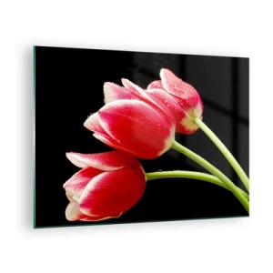 Obraz na skle - Červené tulipány s kvapkami rosy na čiernom pozadí - 70x50cm - Sľub čistej lásky - Moderná nástenná dekorácia do obývacej izby a spálne ARTTOR