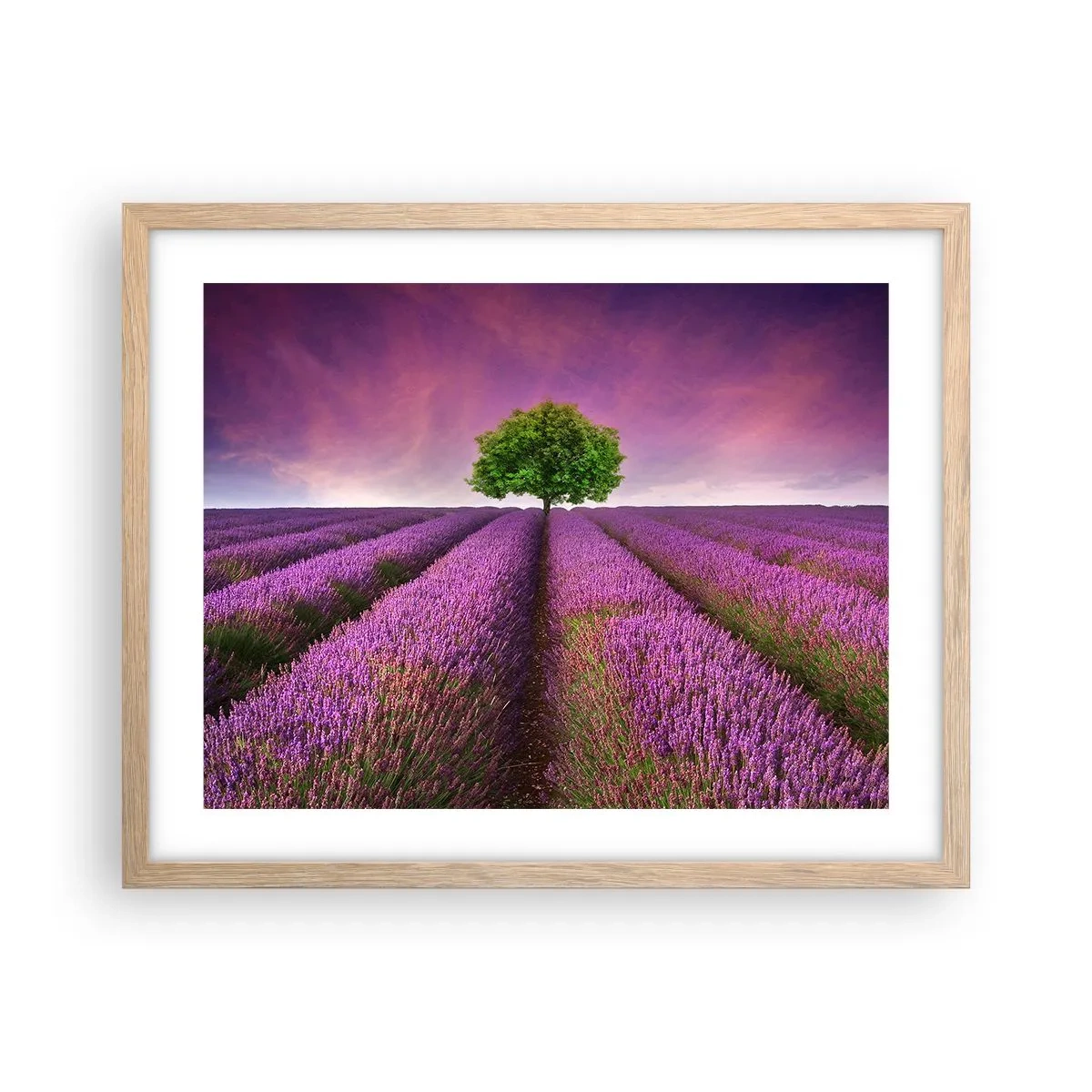 Plagát v ráme zo svetlého duba - Na levanduľových poliach - 50x40 cm