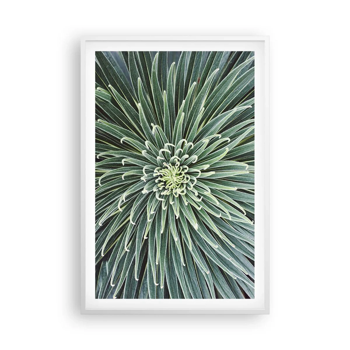 Plagát v bielom ráme - Zrodenie hviezdy - 61x91 cm