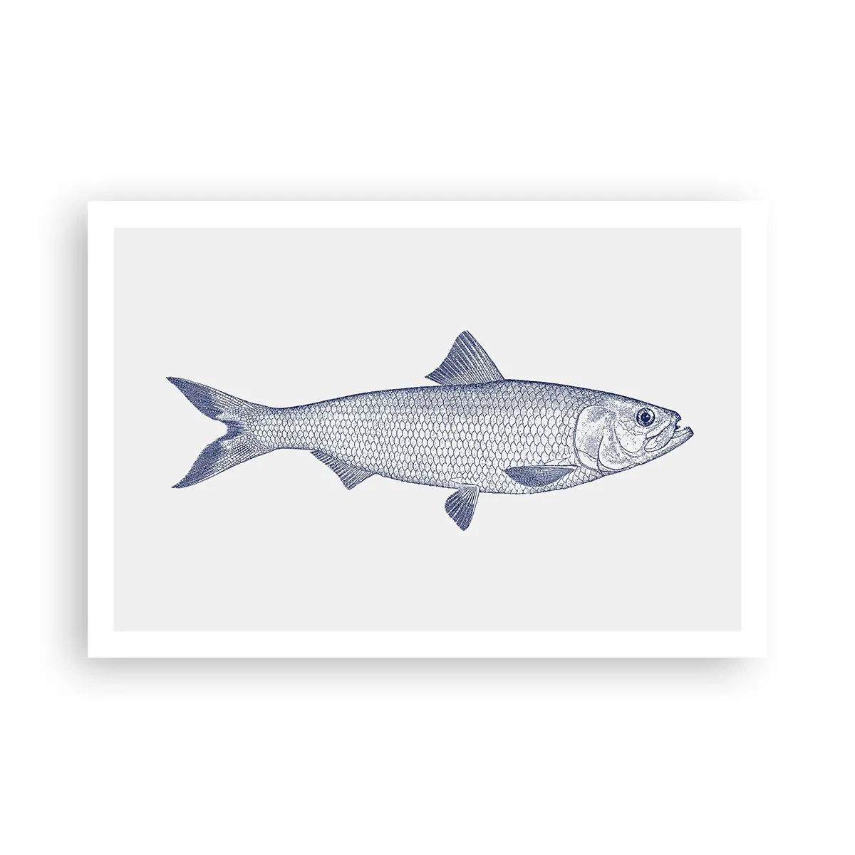 Plagát - Pozdravy zo severných morí - 91x61 cm