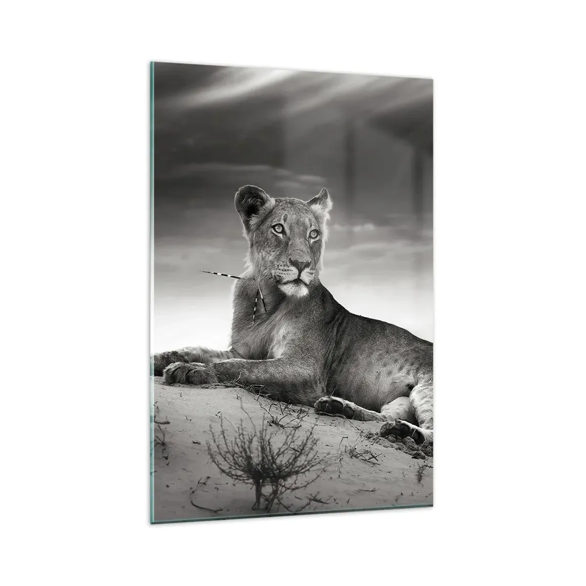 Obraz na skle - Odpočinok kráľovnej púšte - 80x120 cm