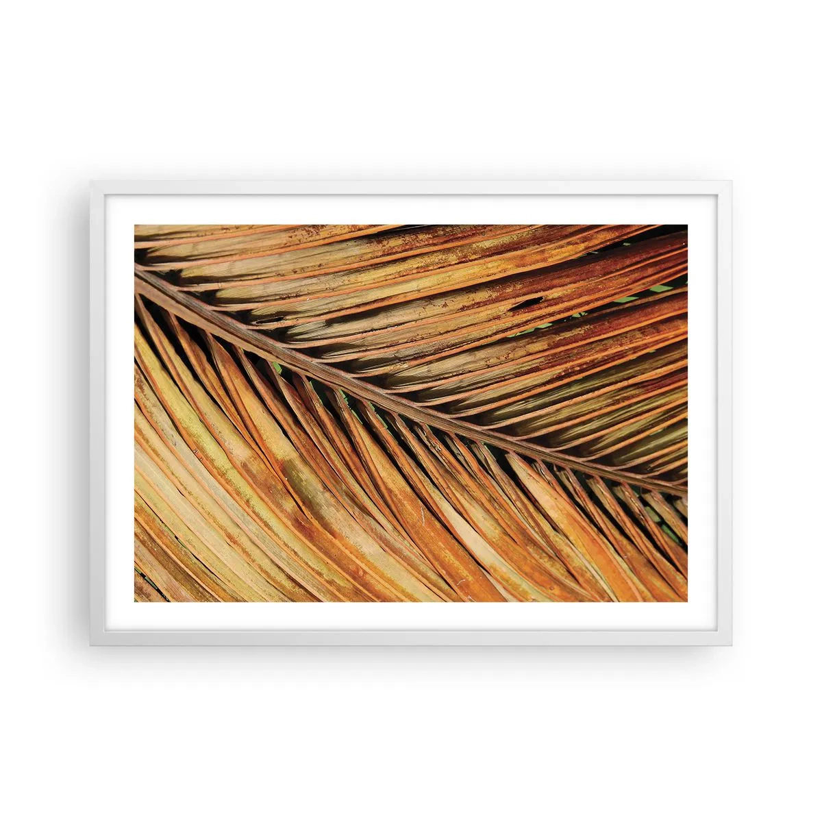 Plagát v bielom ráme - Kokosové zlato - 70x50 cm