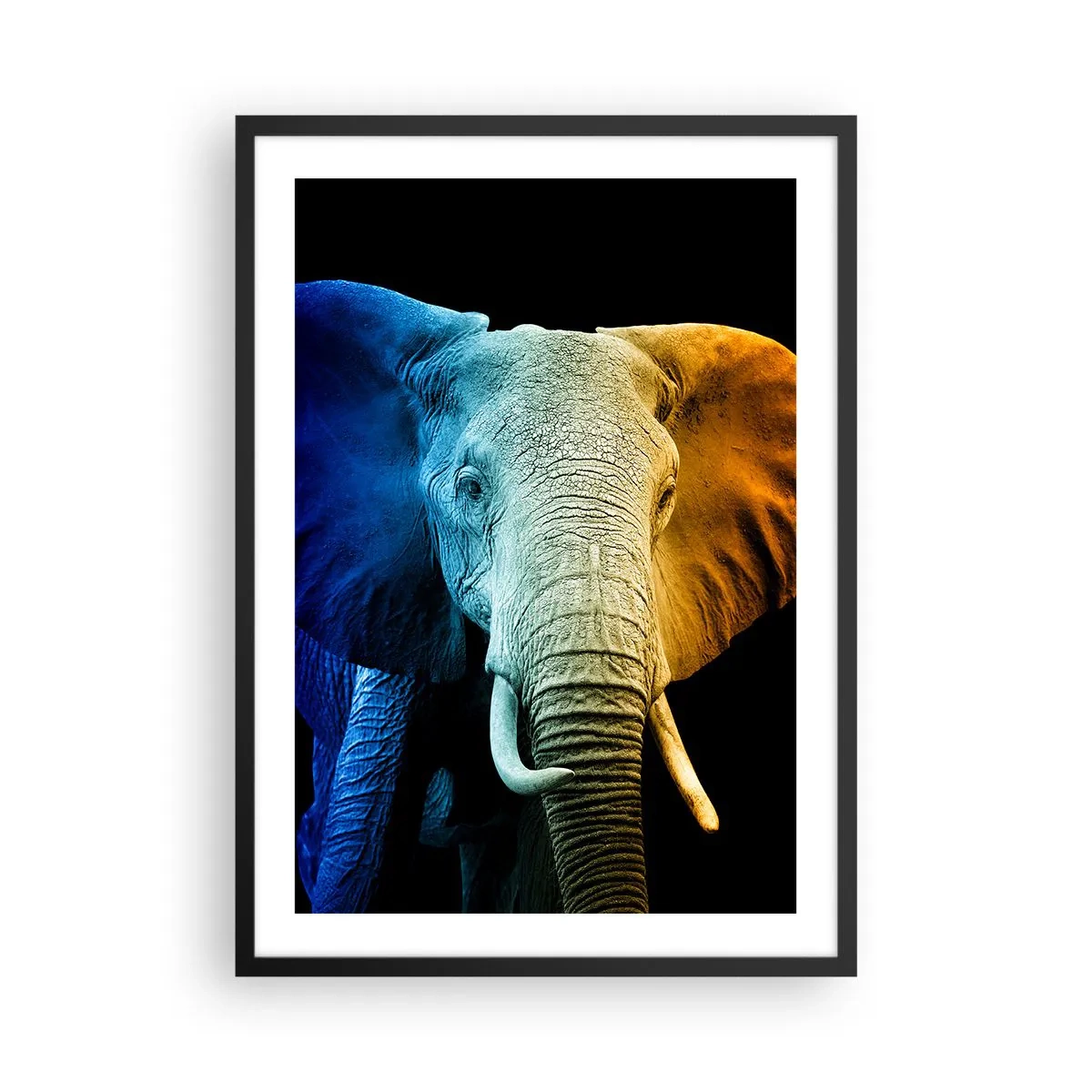 Plagát v čiernom ráme - Farebný obrázok slona na čiernom pozadí - 50x70cm - Excentrický muž, avšak nie podivín - Moderná nástenná dekorácia do obývacej izby a spálne ARTTOR