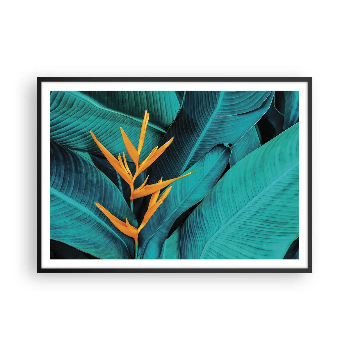 Plagát v čiernom ráme - Rajský kvet - 100x70 cm