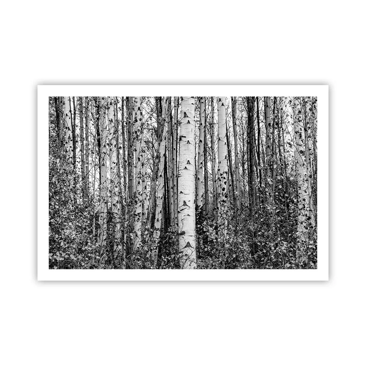 Plagát - Brezová kolonáda - 91x61 cm