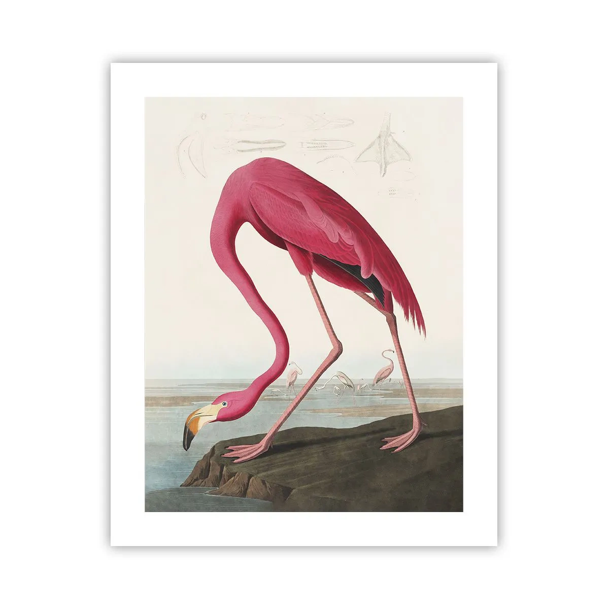 Plagát - Úžasná tvora - 40x50 cm