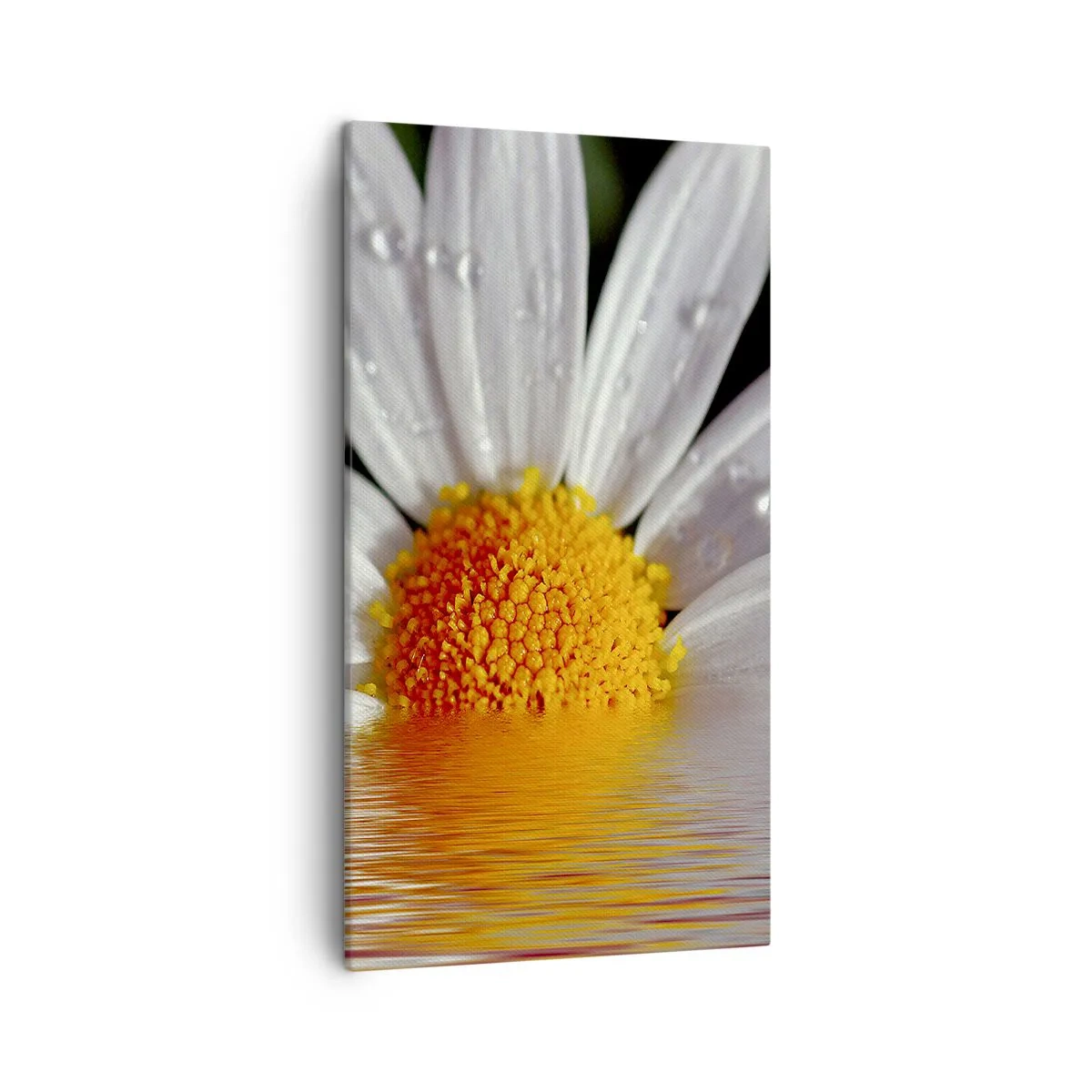 Obraz na plátne - Vychádzajúce slnko sedmokrásky - 45x80 cm