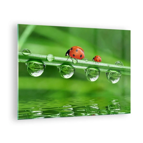 Obraz na skle - Lienky na steble trávy s kvapkami rosy a odrazom vo vode - 70x50cm - Na cestách celé leto - Moderná nástenná dekorácia do obývacej izby a spálne ARTTOR