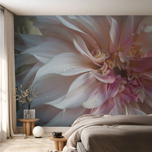 Fototapeta Premium Canvas - Kvitnúca sviežosť - Kvetina, Dahlia, Rastlina - 250x175 cm