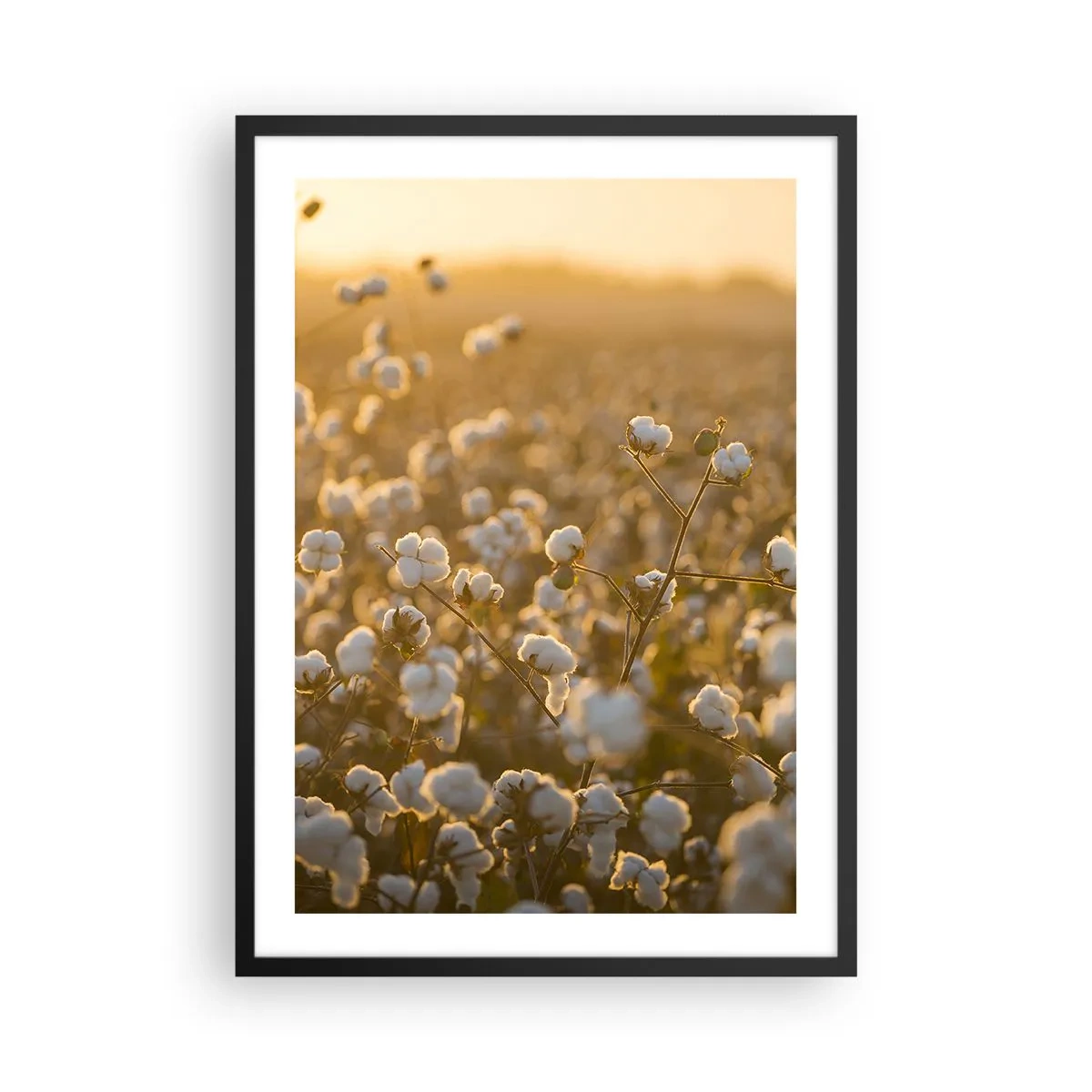 Plagát v čiernom ráme - Bavlníkové pole v teplom svetle zapadajúceho slnka - 50x70cm - Chlpaté pole - Moderná nástenná dekorácia do obývacej izby a spálne ARTTOR
