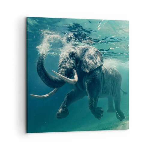 Obraz na plátne - Všetci radi plávajú - 50x50 cm