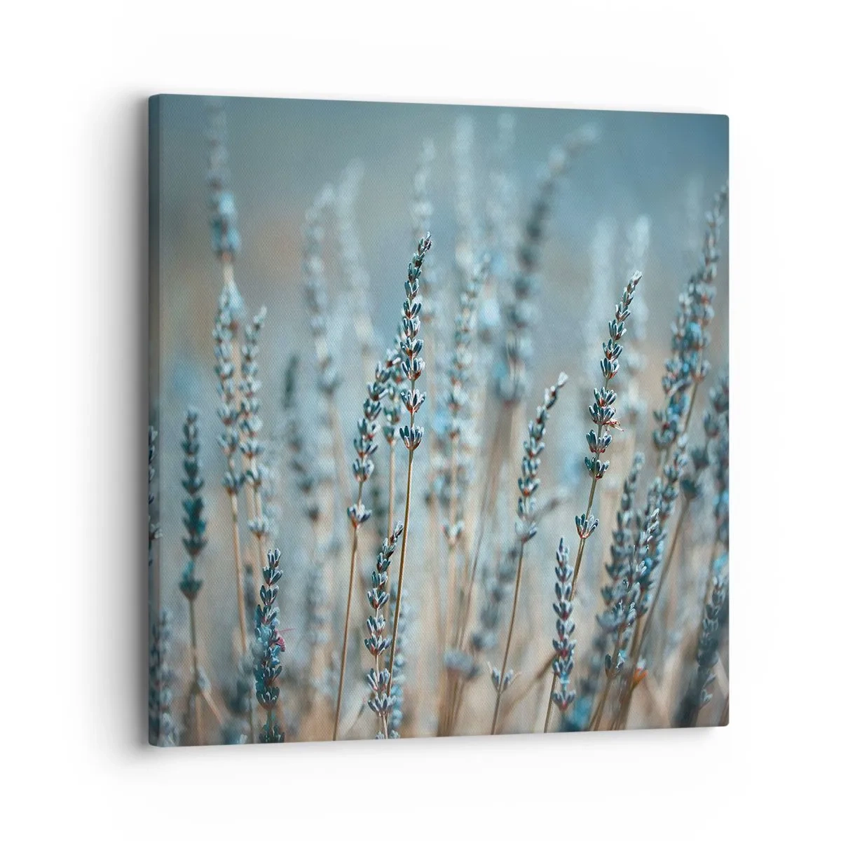 Obraz na plátne - Voňavý lán - 30x30 cm