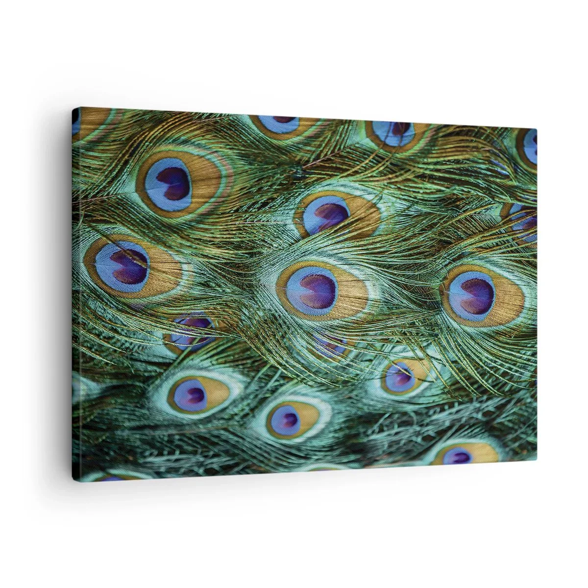 Obraz na plátne - Detaily pávích pier v sýtych farbách - 70x50cm - Páví pohľad - Moderná nástenná dekorácia do obývacej izby a spálne ARTTOR