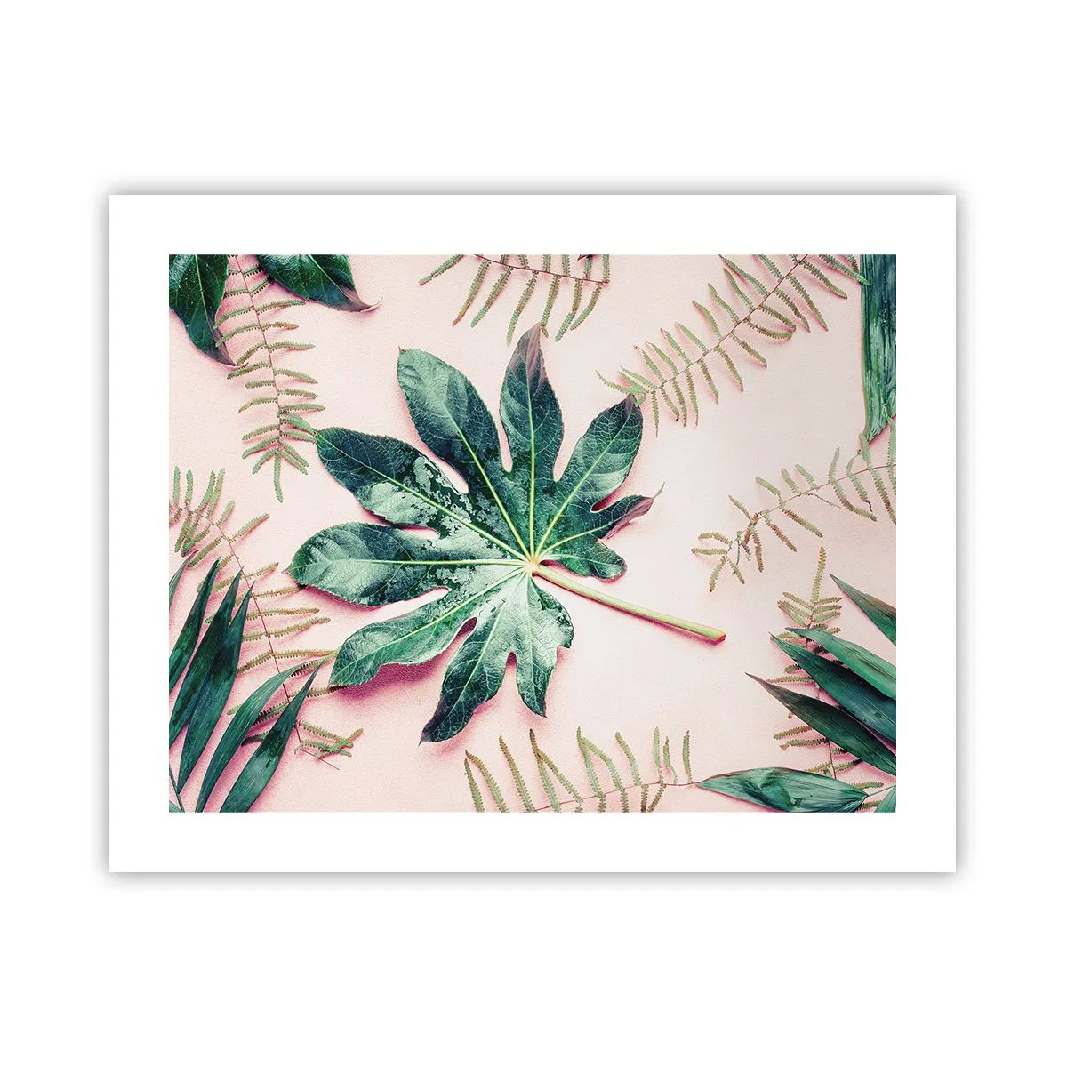 Plagát - Štúdia zelenej na ružovom pozadí - 50x40 cm