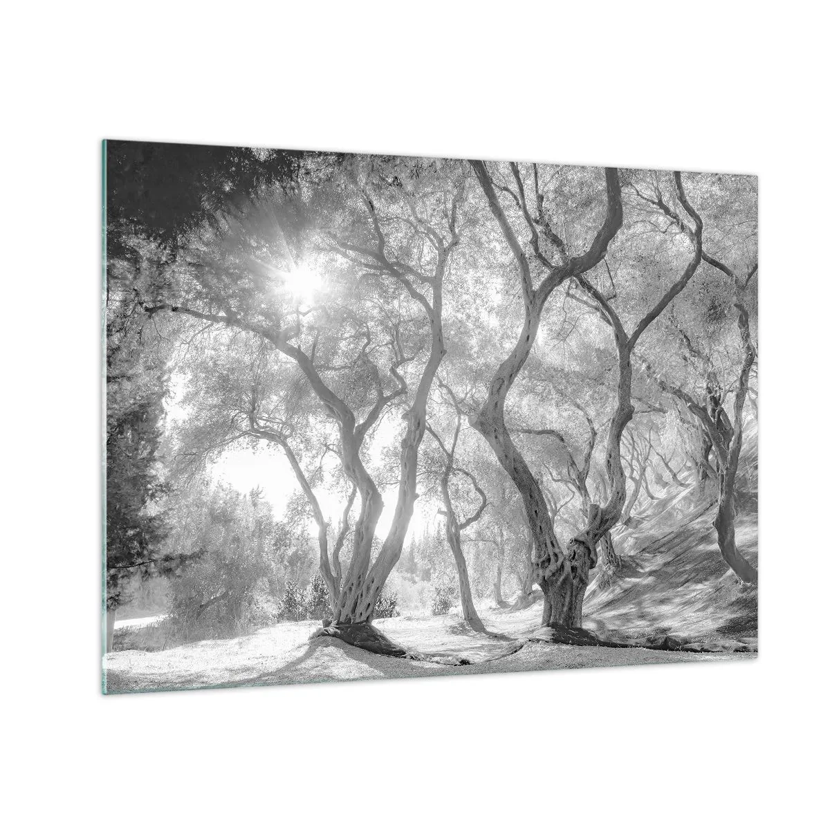 Obraz na skle - Čierne a biele olivovníky na slnečnom svetle - 70x50cm - V olivovom háji - Moderná nástenná dekorácia do obývacej izby a spálne ARTTOR