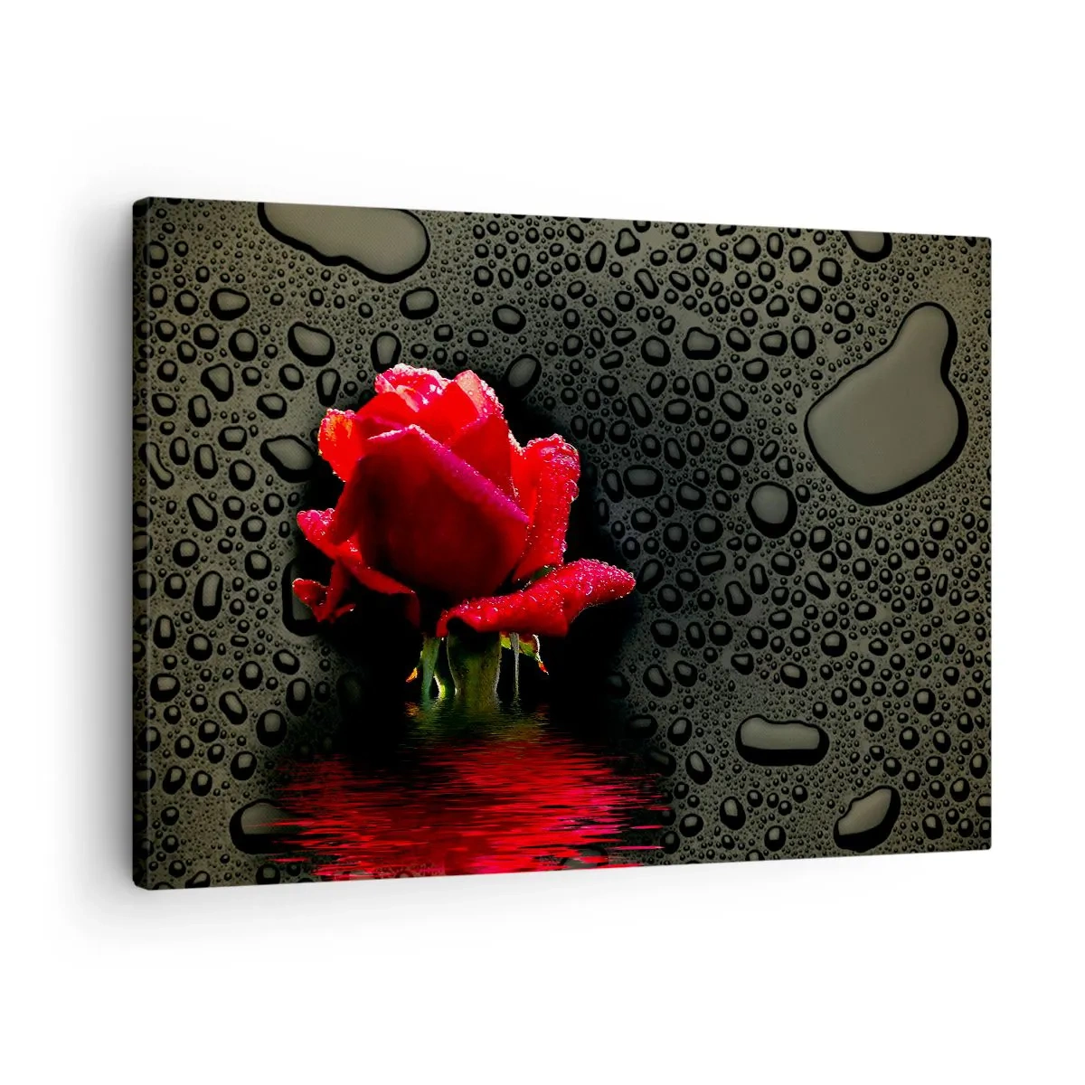 Obraz na plátne - Červená ruža s kvapkami vody na tmavom pozadí - 70x50cm - Červené a čierne - Moderná nástenná dekorácia do obývacej izby a spálne ARTTOR