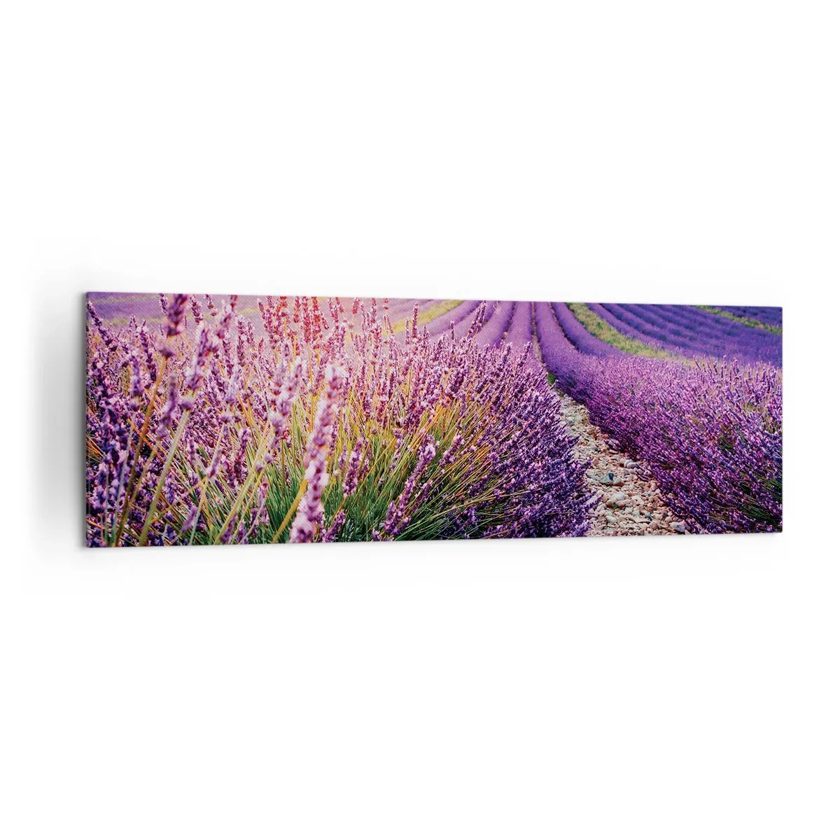 Obraz na plátne - Voňavý lán - 160x50 cm