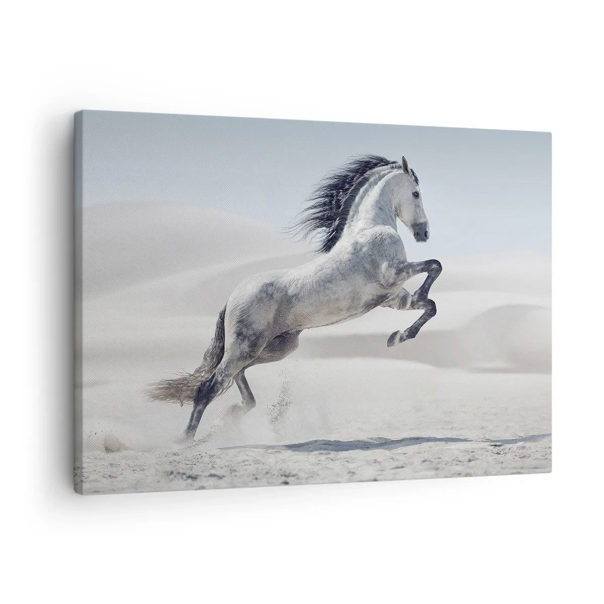 Obraz na plátne - Biely kôň cválajúci na pozadí púštnych dún - 70x50cm - Arabské knieža - Moderná nástenná dekorácia do obývacej izby a spálne ARTTOR