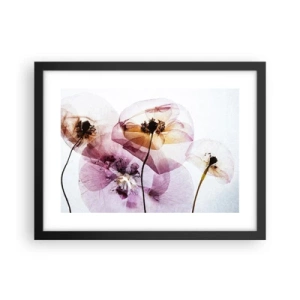 Plagát v čiernom ráme - Priehľadné telá kvetín - 40x30 cm