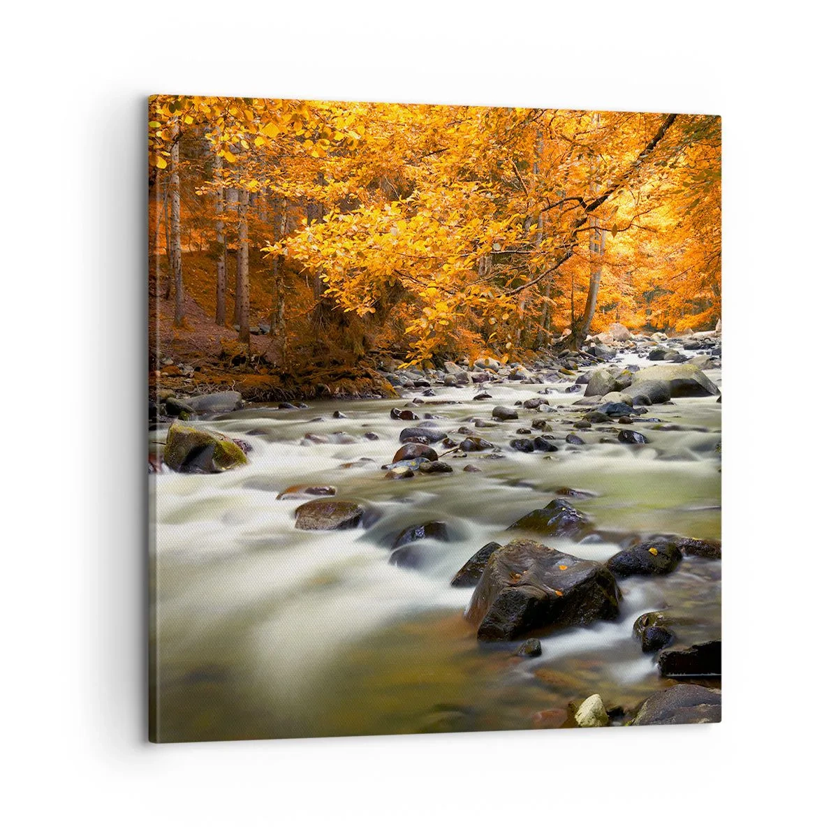 Obraz na plátne - Potok v zlatom lese - 60x60 cm