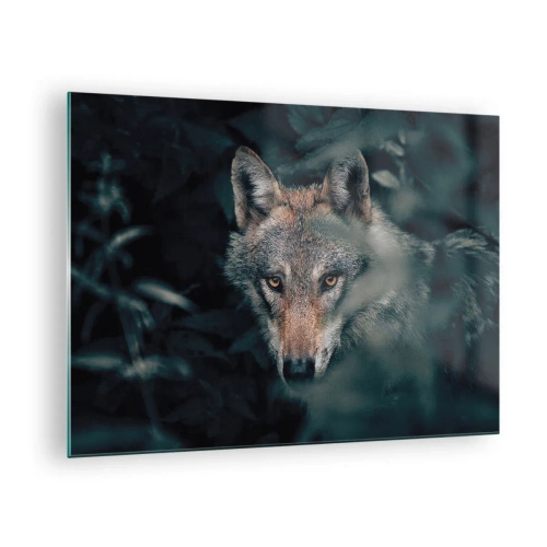 Obraz na skle - Vlk ostražito sleduje zo svojho úkrytu v lesnej húštine - 70x50cm - Predátor - Moderná nástenná dekorácia do obývacej izby a spálne ARTTOR