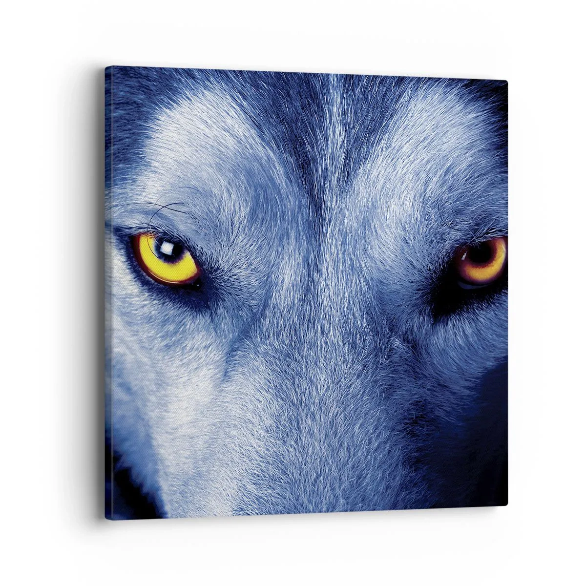 Obraz na plátne - Fascinujúci pohľad - 40x40 cm