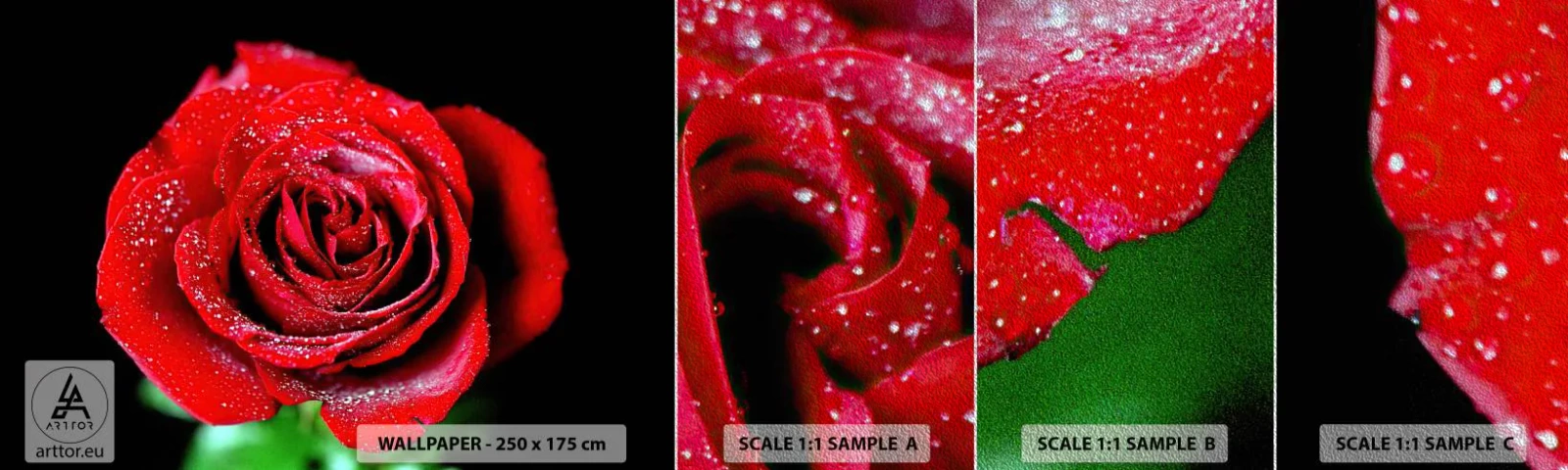 Vzorka fototapety Premium Sand - To je práve láska - Kvety, Červená ruža, Lupene ruží - 100x30 cm