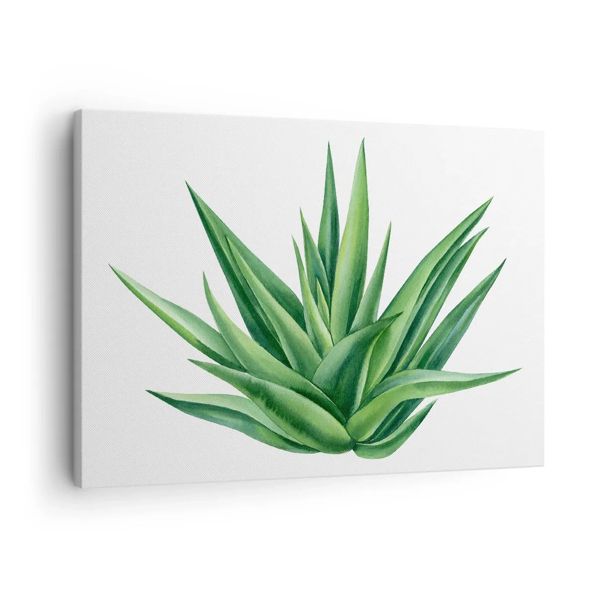 Obraz na plátne - Šťavnatá zelená rastlina na bielom pozadí - 70x50cm - Zelená – sila – život - Moderná nástenná dekorácia do obývacej izby a spálne ARTTOR