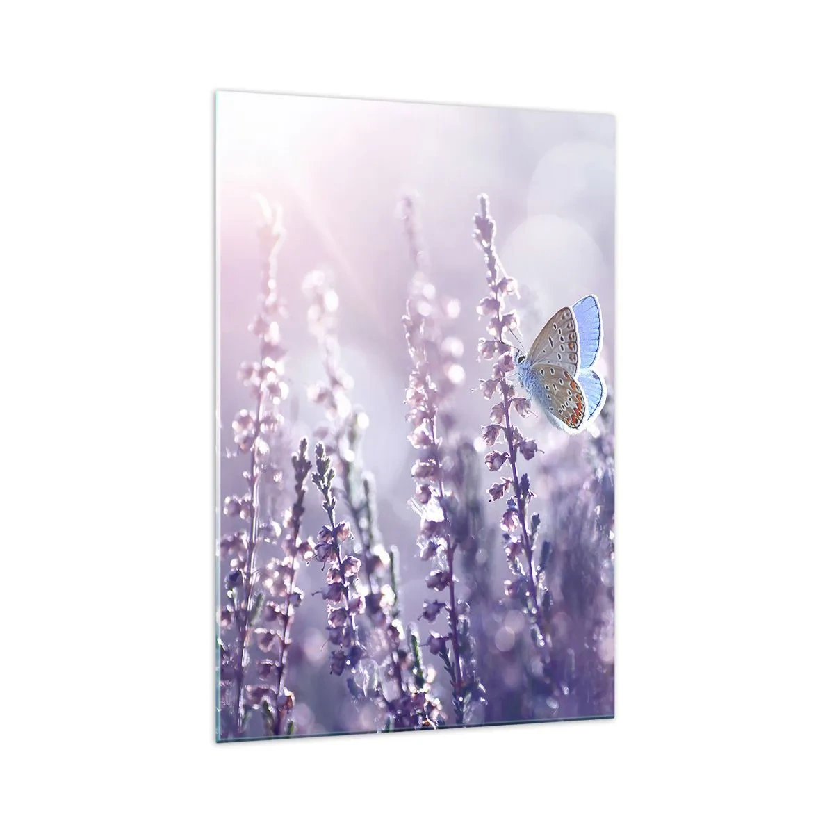 Obraz na skle - Bozk motýľa - 70x100 cm