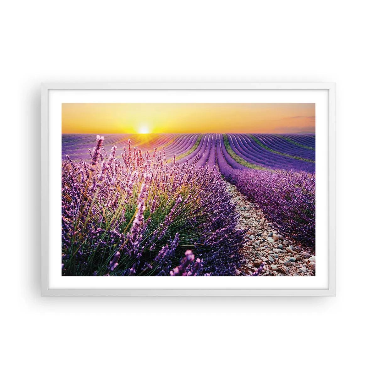 Plagát v bielom ráme - Voňavý lán - 70x50 cm