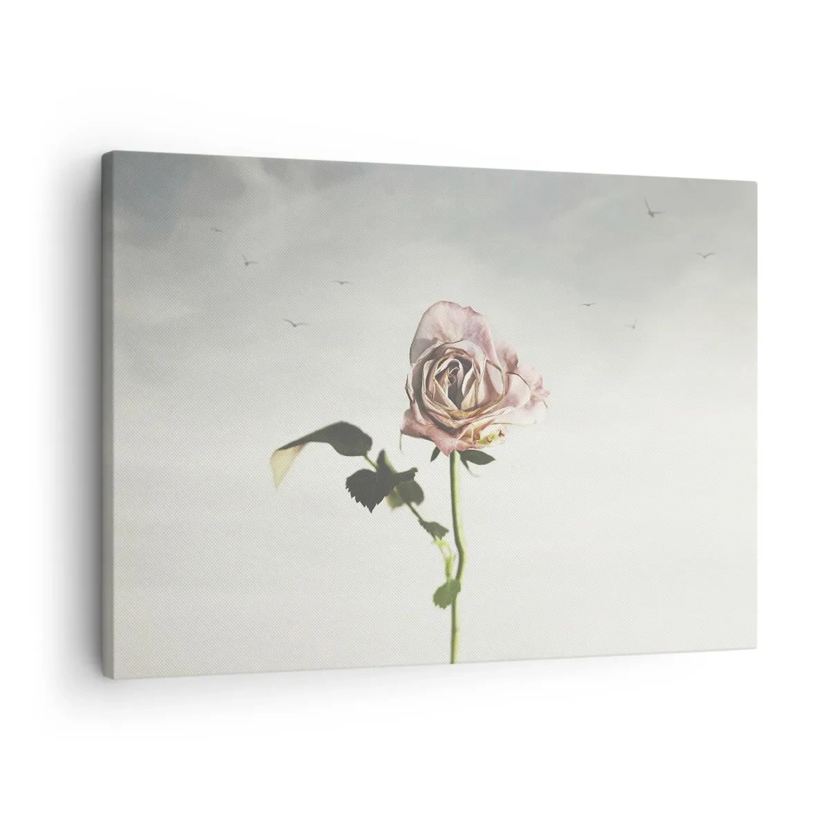Obraz na plátne - Jemná ruža na pozadí jasnej oblohy s lietajúcimi vtákmi - 70x50cm - Vítanie jari - Moderná nástenná dekorácia do obývacej izby a spálne ARTTOR