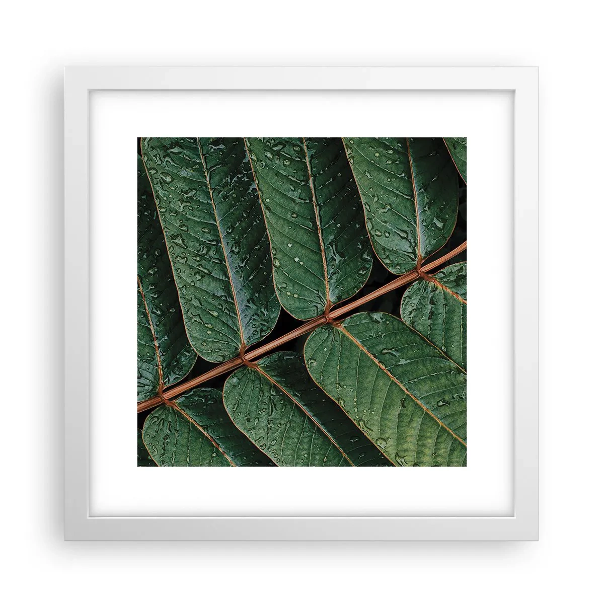 Plagát v bielom ráme - V zelenom rytme - 30x30 cm