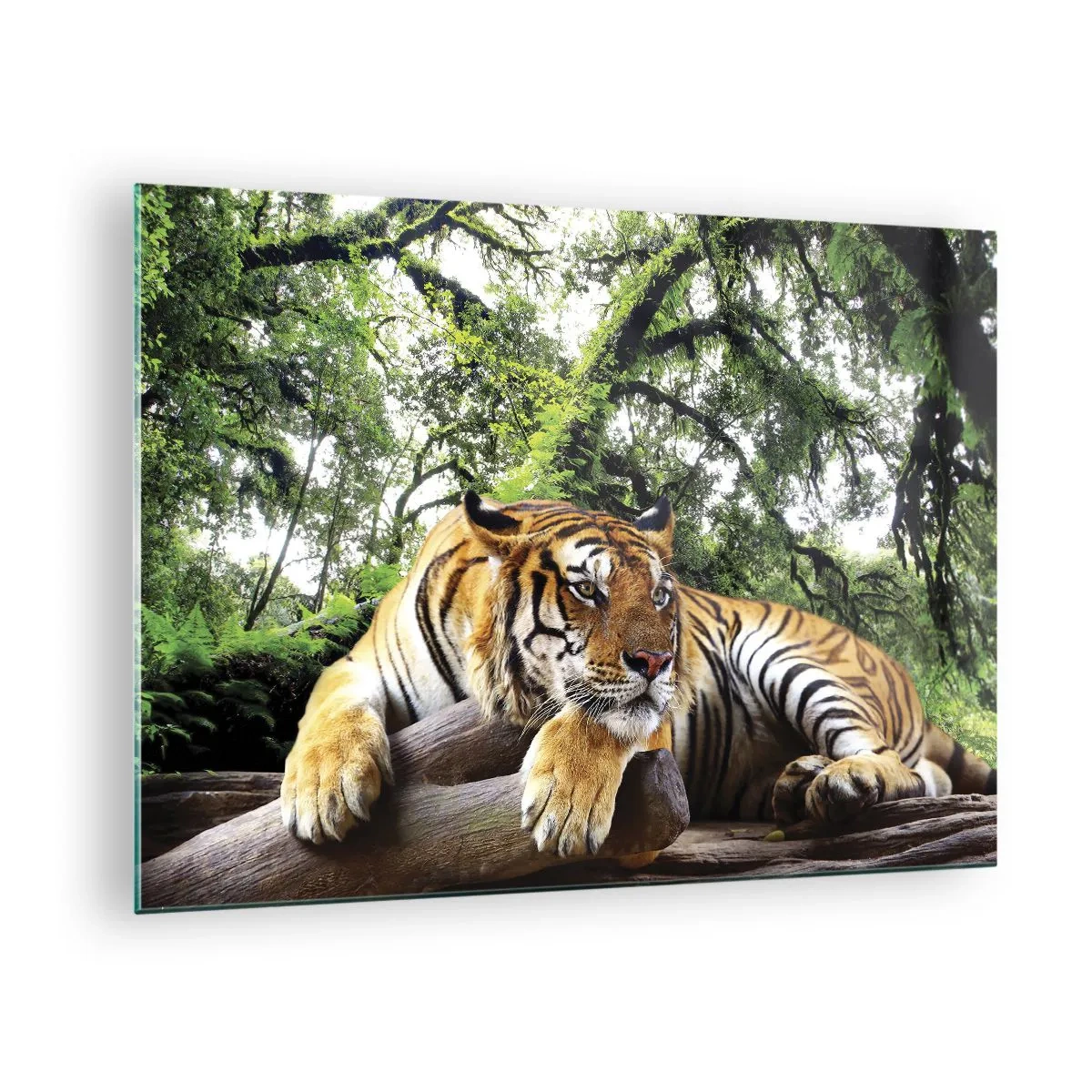 Obraz na skle - Tiger odpočíva v zelenom tropickom lese - 70x50cm - S úctou - Moderná nástenná dekorácia do obývacej izby a spálne ARTTOR