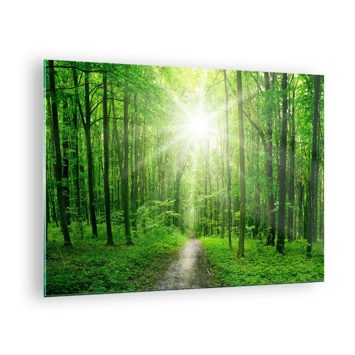 Obraz na skle - Cesta v lese osvetlená slnečnými lúčmi - 70x50cm - Zelená katedrála - Moderná nástenná dekorácia do obývacej izby a spálne ARTTOR