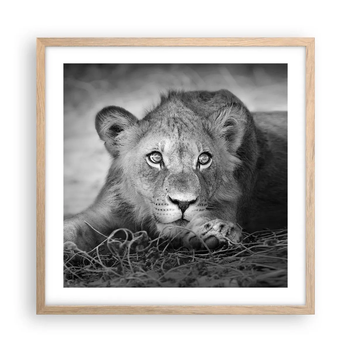 Plagát v ráme zo svetlého duba - Kráľovské šteňa - 50x50 cm