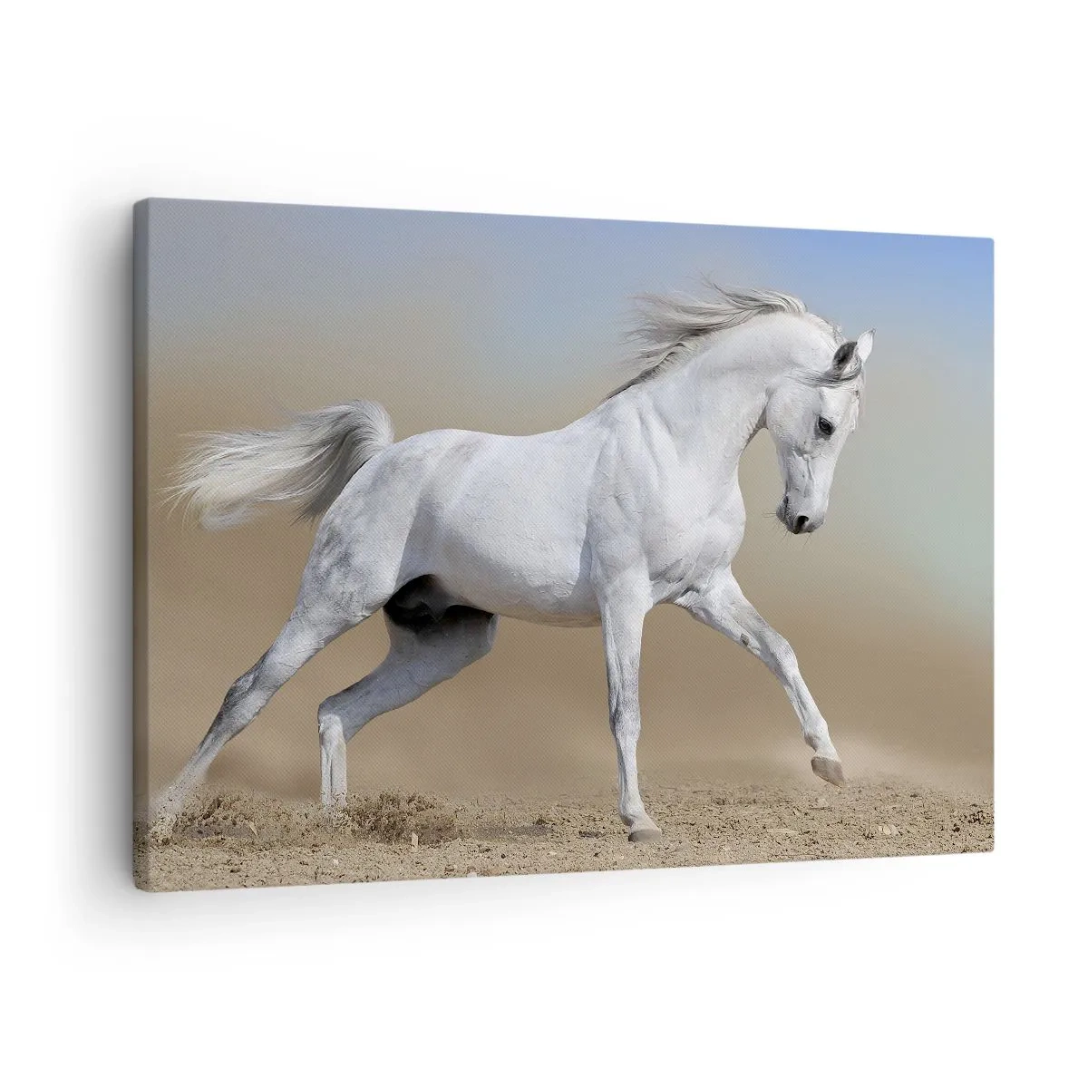 Obraz na plátne - Biely kôň cválajúci cez púštnu krajinu - 70x50cm - Najkrajšia arabská rozprávka - Moderná nástenná dekorácia do obývacej izby a spálne ARTTOR