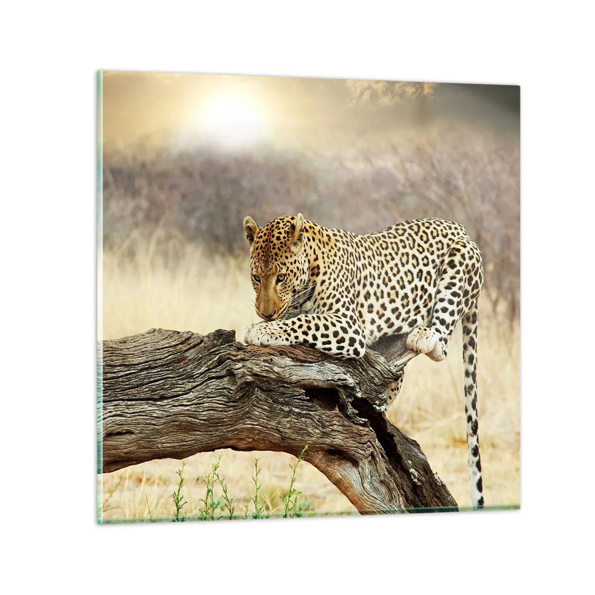 Obraz na skle - Chodím vlastnými cestami - 60x60 cm