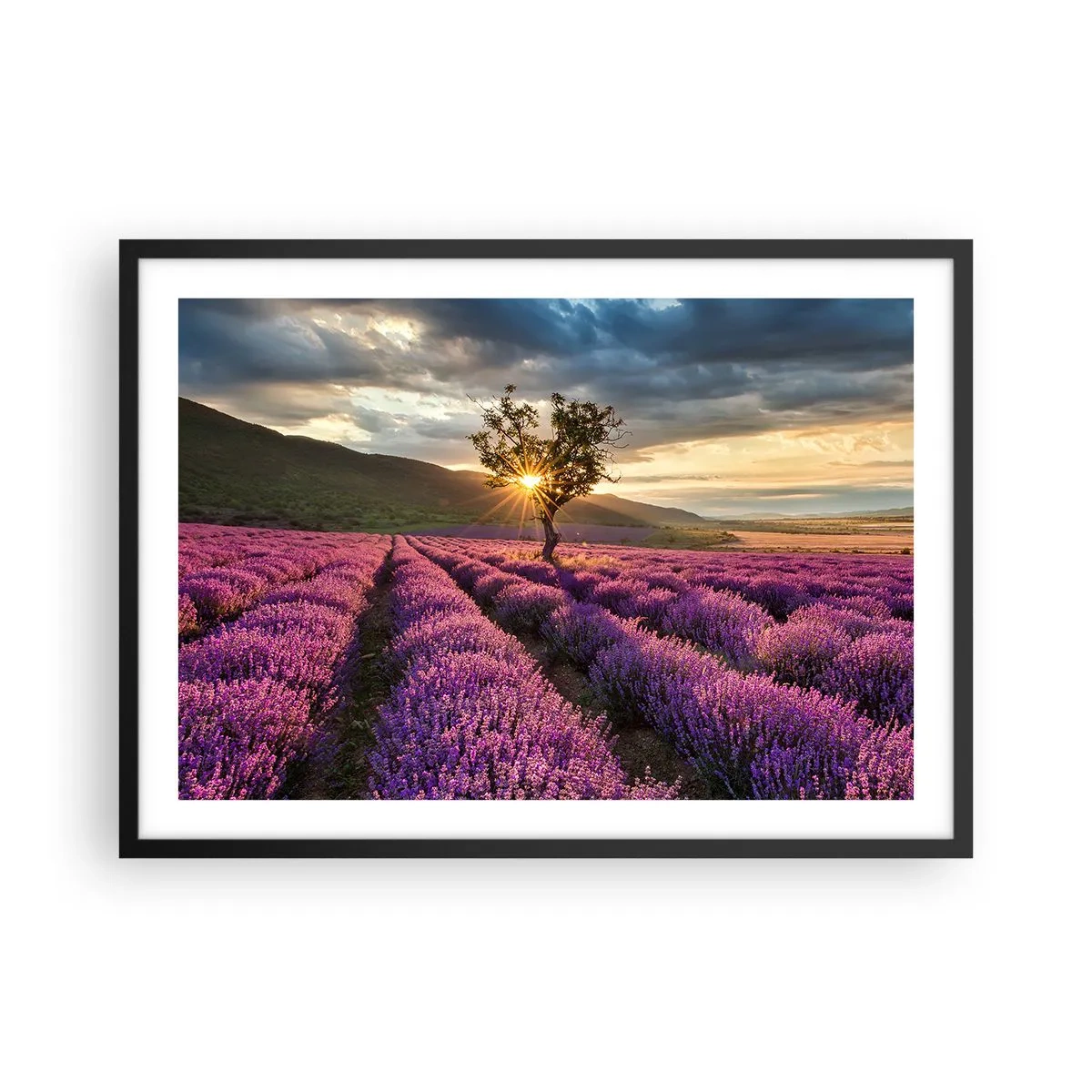 Plagát v čiernom ráme - Aróma vo fialovej - 70x50 cm
