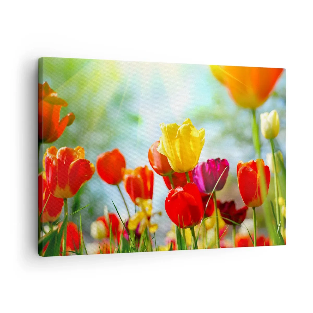 Obraz na plátne - Farebné tulipány na slnku - 70x50cm - Všetky farby slnka - Moderná nástenná dekorácia do obývacej izby a spálne ARTTOR