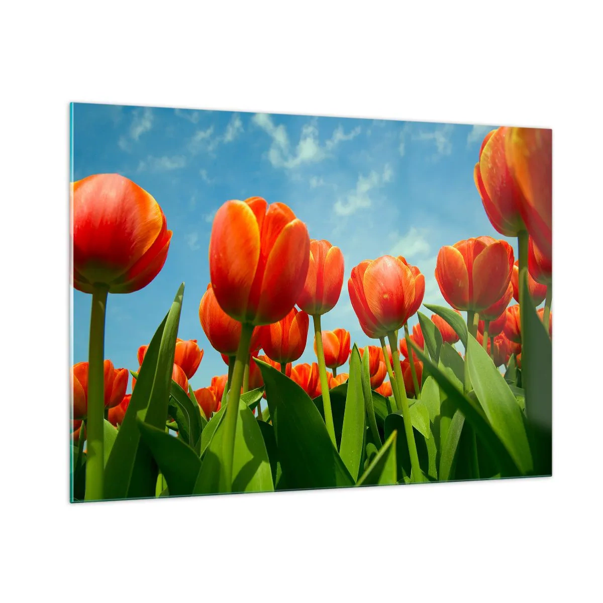 Obraz na skle - Okrem blankytného neba nič v živote nepotrebujú - 100x70 cm