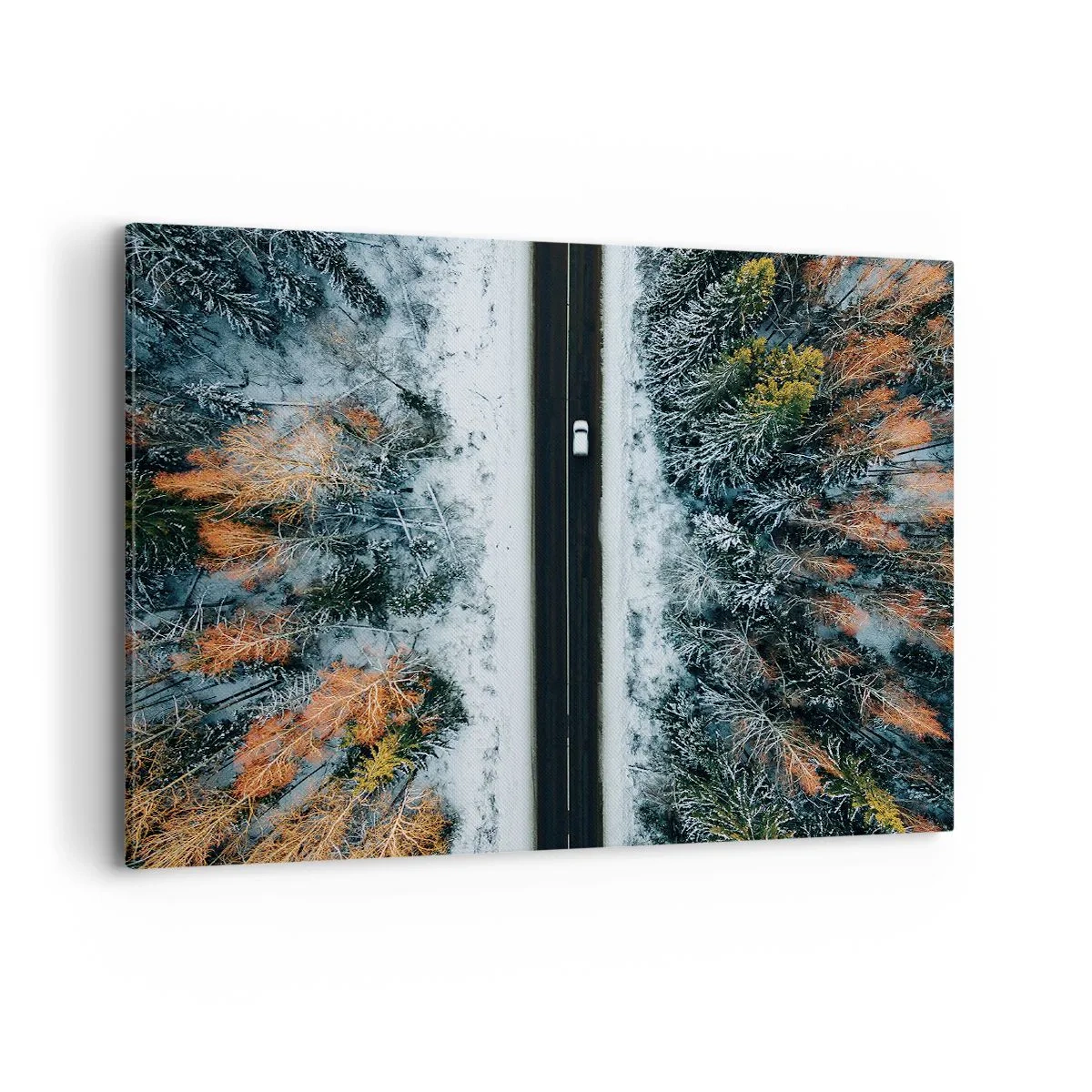 Obraz na plátne - Cez zimný les - 100x70 cm