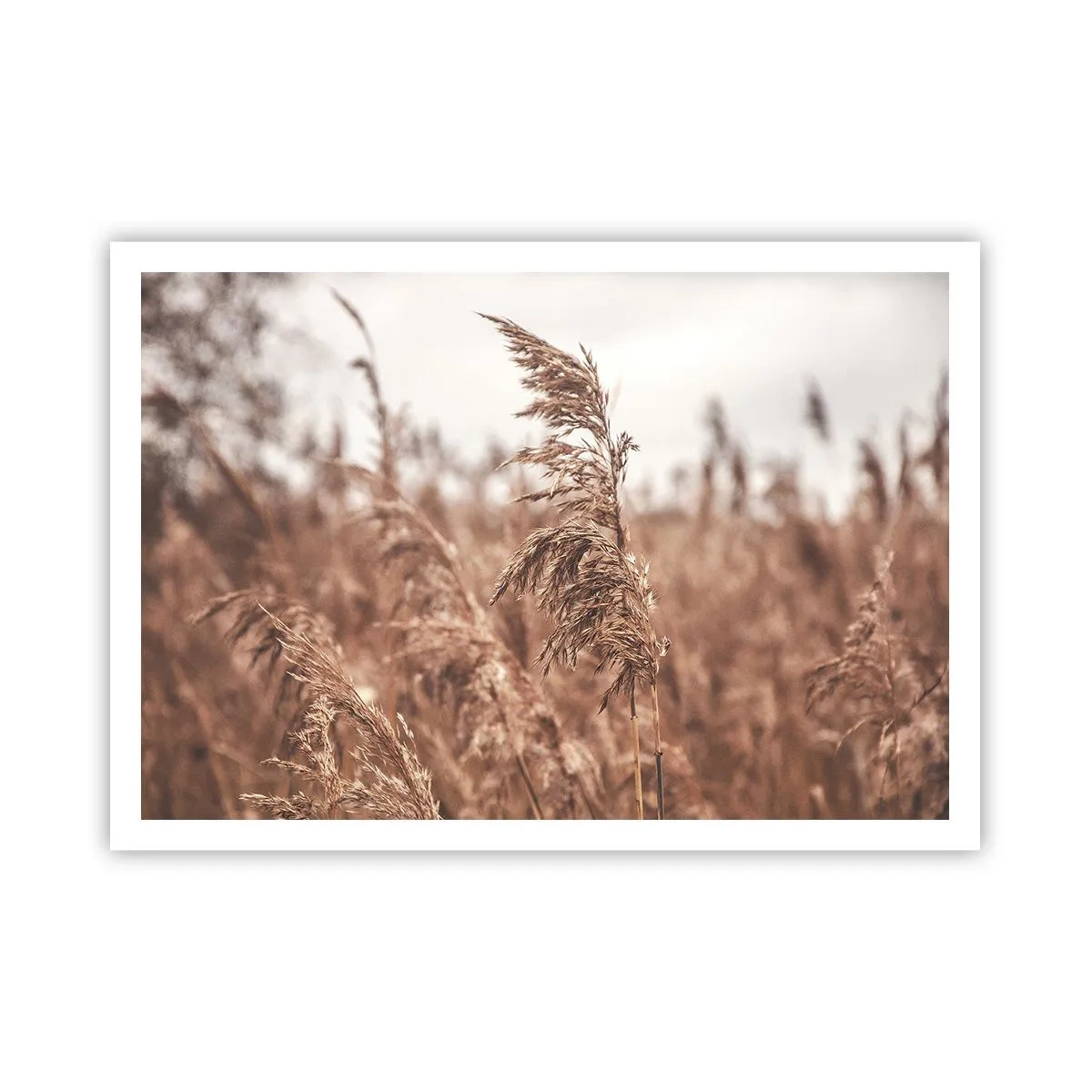 Plagát - Na poliach už je jeseň - 100x70 cm