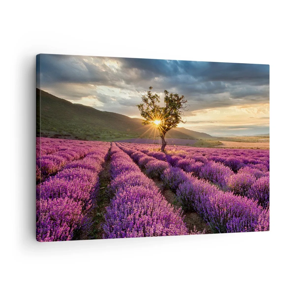 Obraz na plátne - Levanduľové pole s osamelým stromom pri západe slnka - 70x50cm - Aróma vo fialovej - Moderná nástenná dekorácia do obývacej izby a spálne ARTTOR