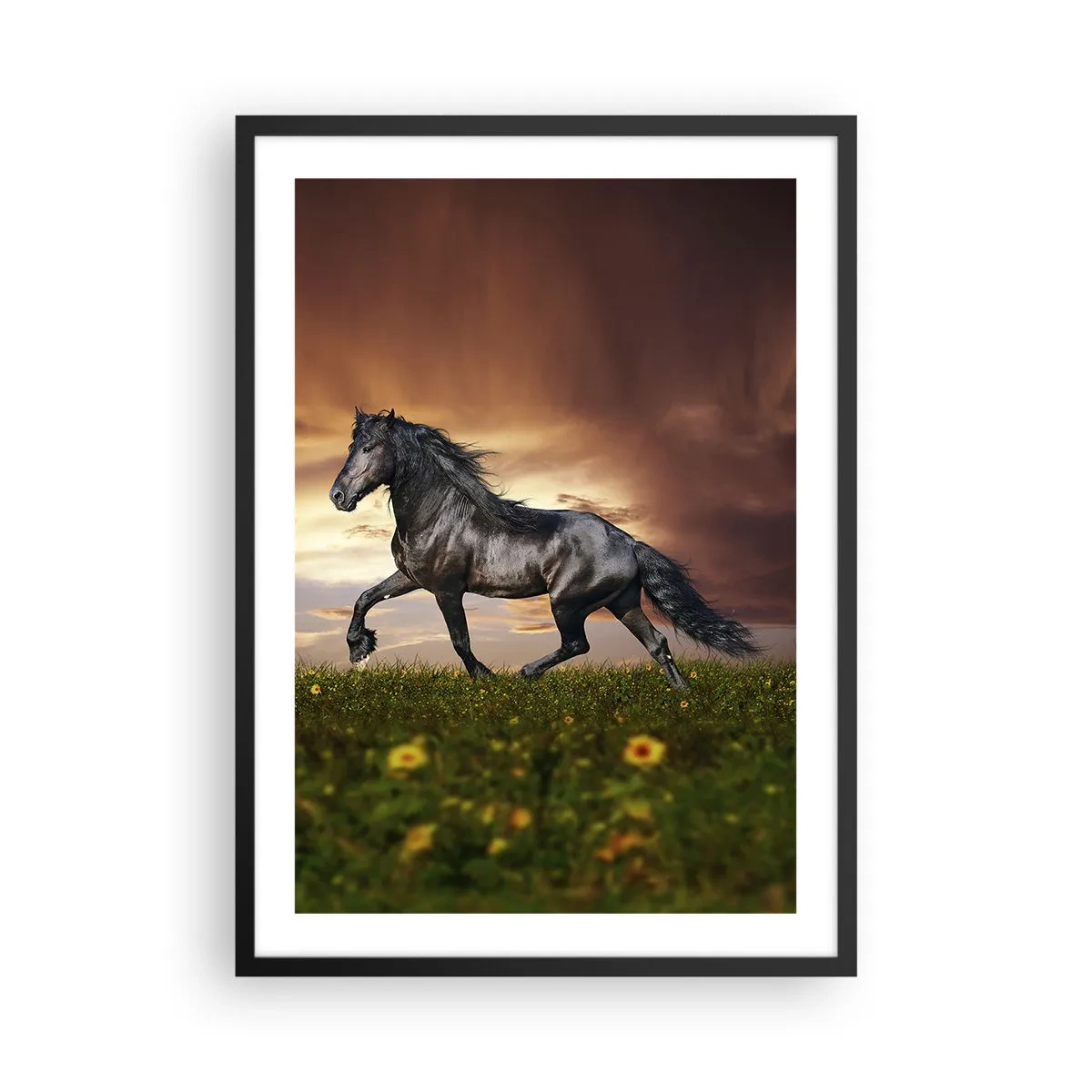 Plagát v čiernom ráme - Čierny kôň cvála cez lúku vo svetle zapadajúceho slnka. - 50x70cm - Čierny knieža - Moderná nástenná dekorácia do obývacej izby a spálne ARTTOR