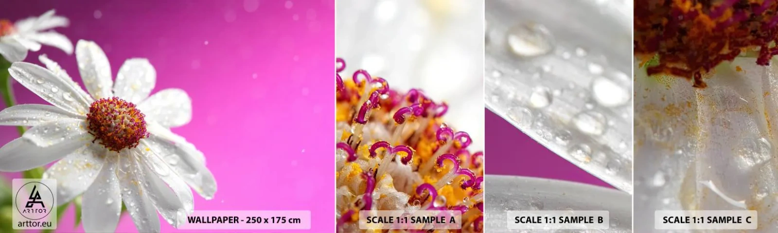 Vzorka Fototapeta Standard Eco - Skromný vo svojej kráse - Kvetina, Príroda, Záhrada - 100x30 cm