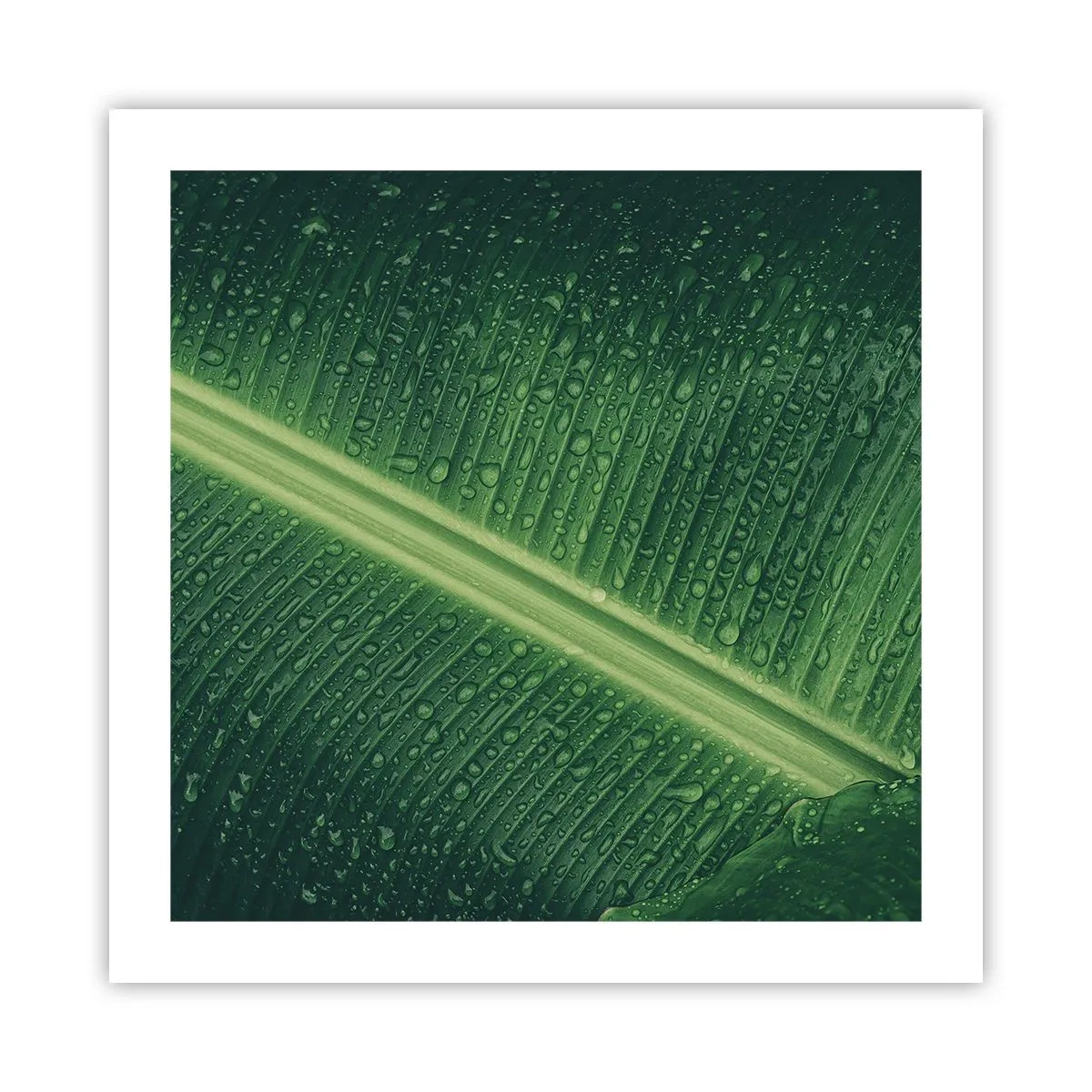 Plagát - Štruktúra zelenej - 50x50 cm
